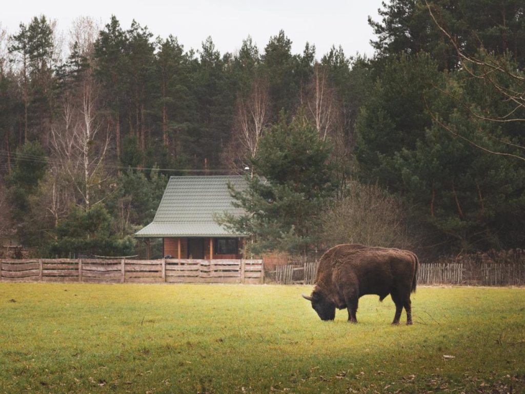 Leśna 21 Dom Północ przy PUSZCZA BIAŁOWIESKA