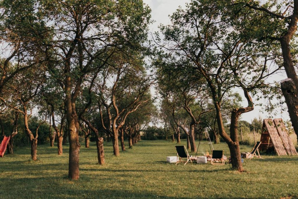 Śliwkowy Sad-Plum Orchard-Jura